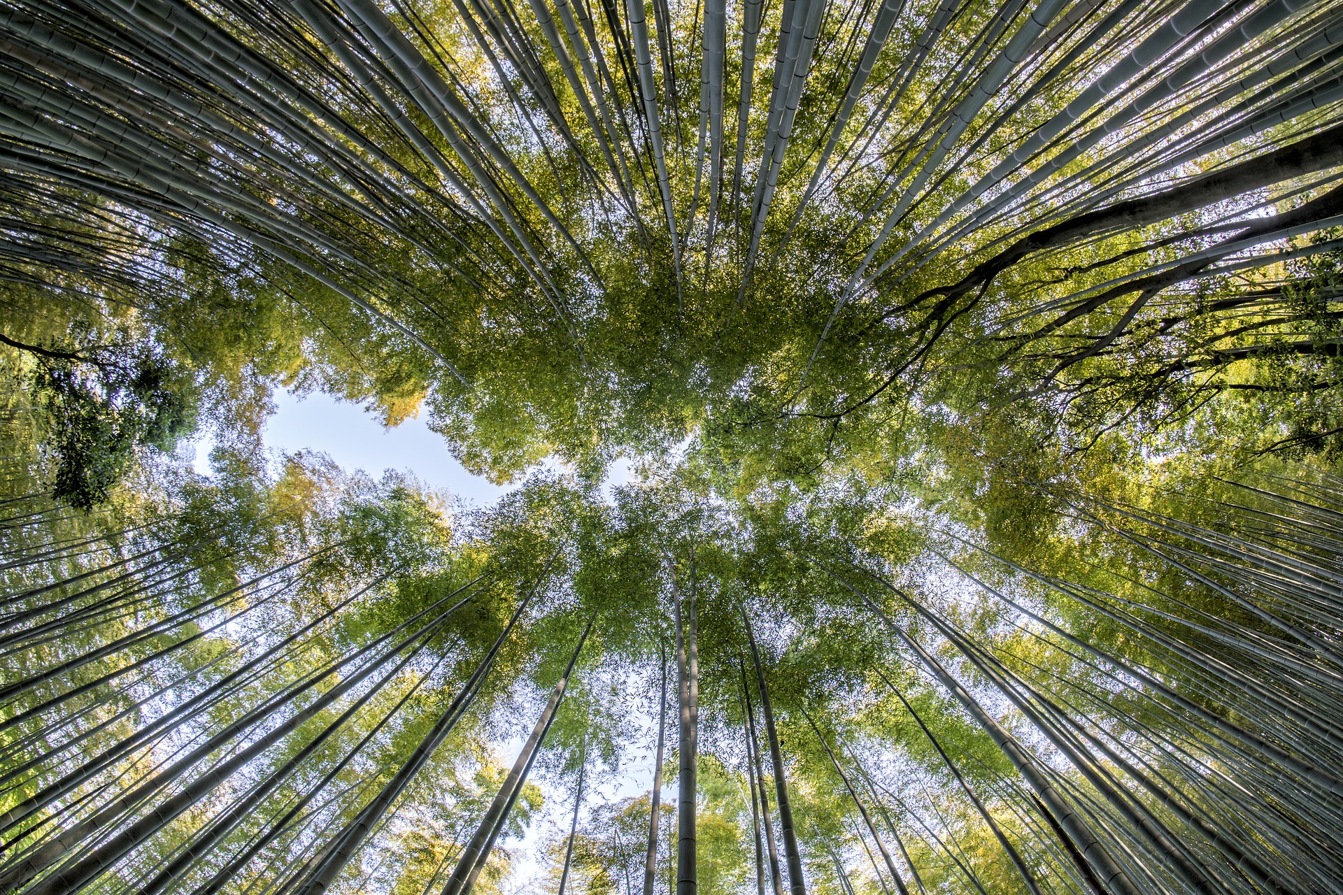 View of bamboo forest looking at sky