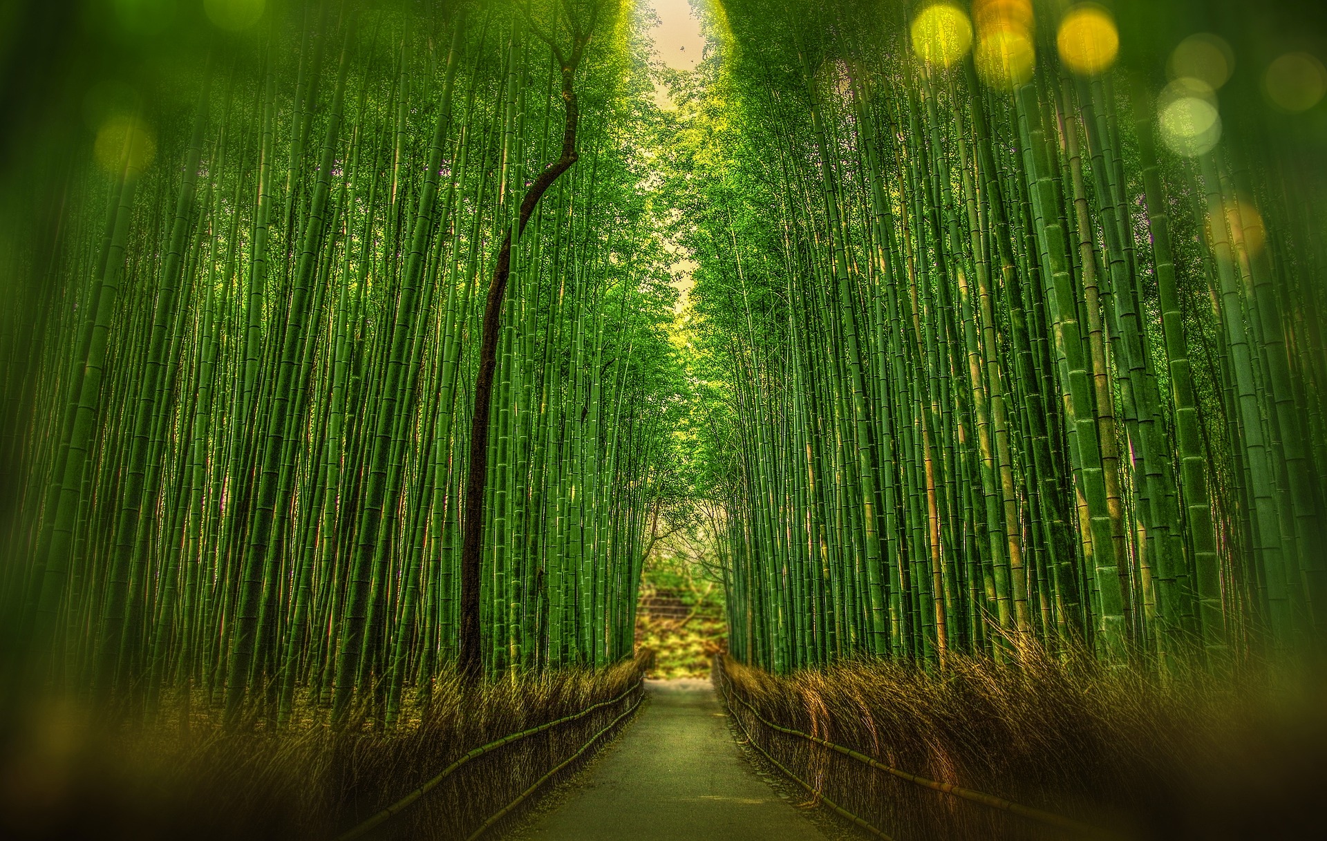 Bamboo forest view of road